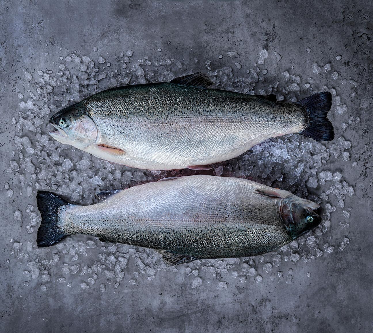 Fjord trout