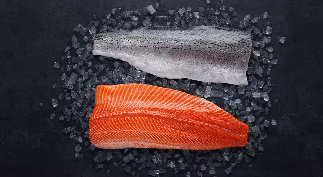 Fjord trout